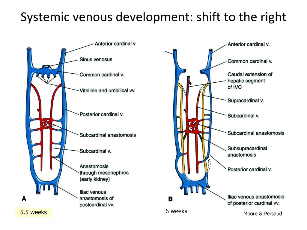 PPT - Cardiovascular Development PowerPoint Presentation, free download ...