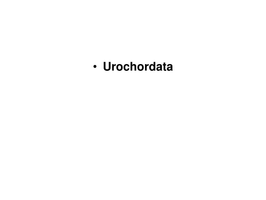Ppt Urochordata Powerpoint Presentation Free Download Id 3403746