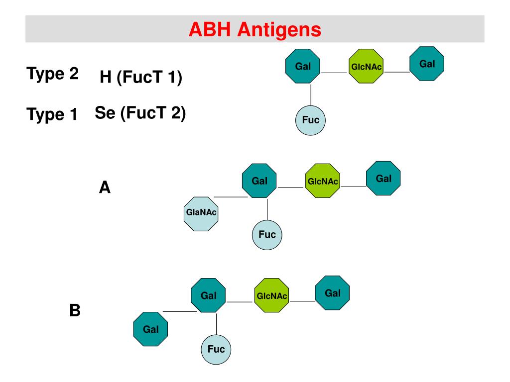PPT BLOOD GROUPS ABO AND Rh Serology PowerPoint Presentation, free