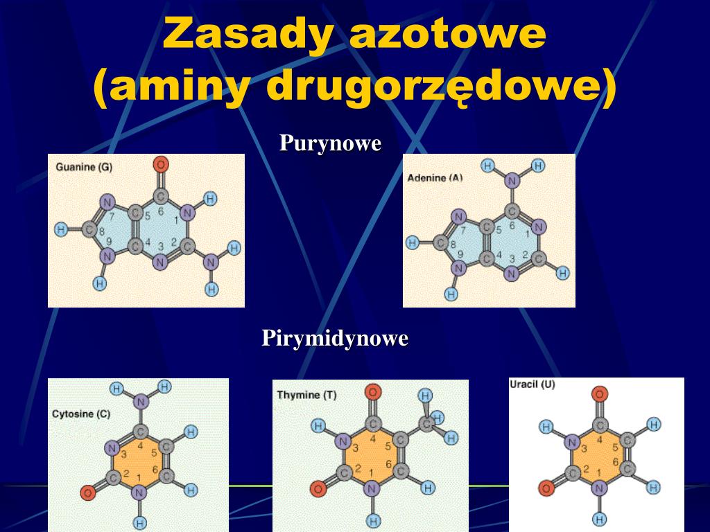Zasady Azotowe Dwóch Nici Dna Zawsze Tworzą ściśle Określone Pary PPT - Woda PowerPoint Presentation, free download - ID:3406728