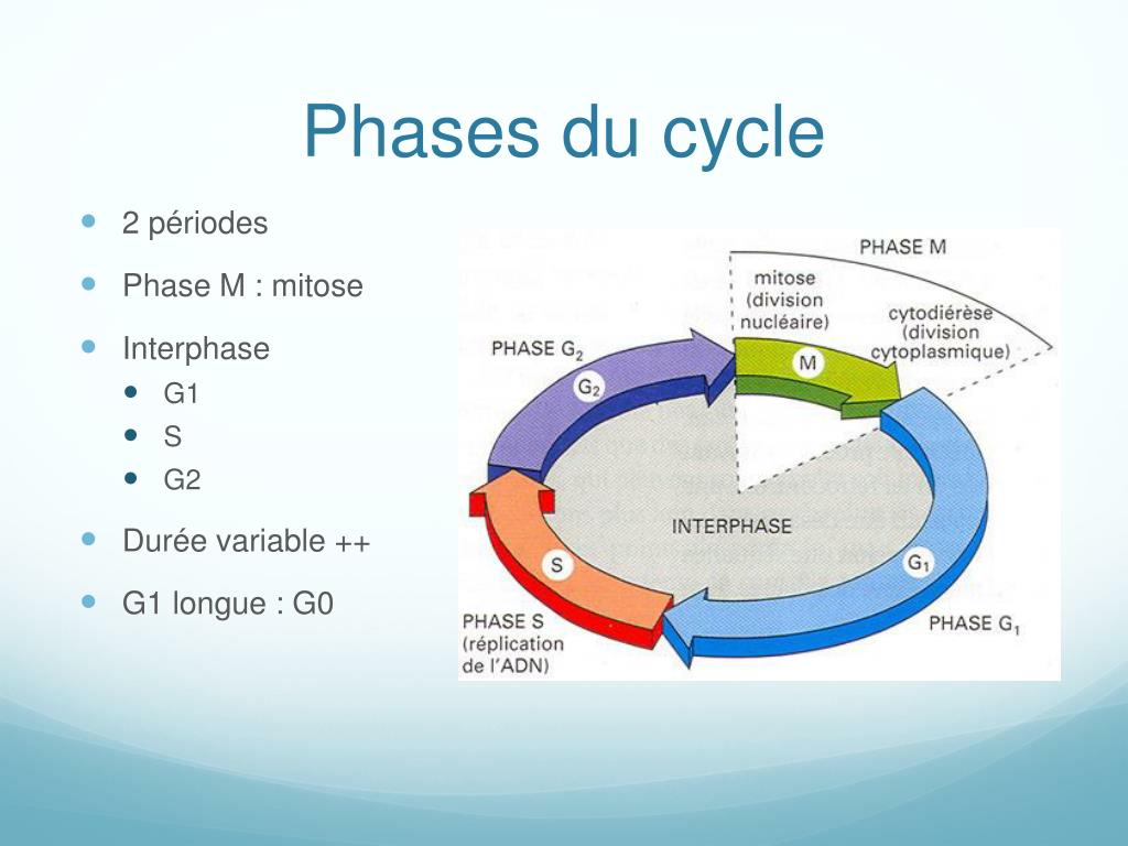 PPT Cytog n tique PowerPoint Presentation Free Download ID 3406902 PPT Cytog n tique PowerPoint Presentation Free Download ID 3406902