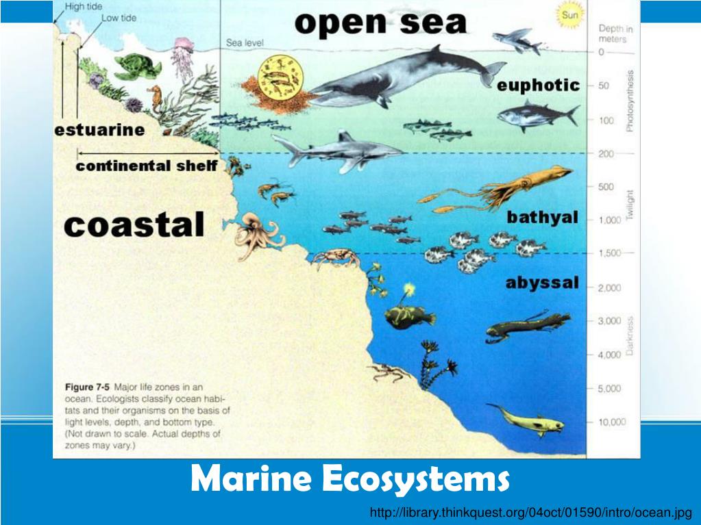 PPT - Marine Biomes PowerPoint Presentation, free download - ID:3407095