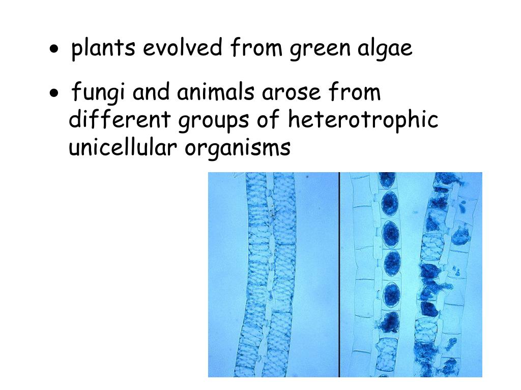 first photox bacteria evolved 3.6 bya billion years ago first photox bacteria evolved 3.6 bya billion years ago