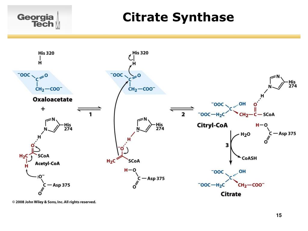 PPT SURVEY OF BIOCHEMISTRY Citric Acid Cycle PowerPoint Presentation 