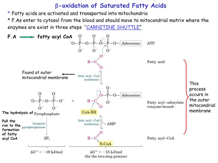 PPT oxidation of Saturated Fatty Acids PowerPoint Presentation, free