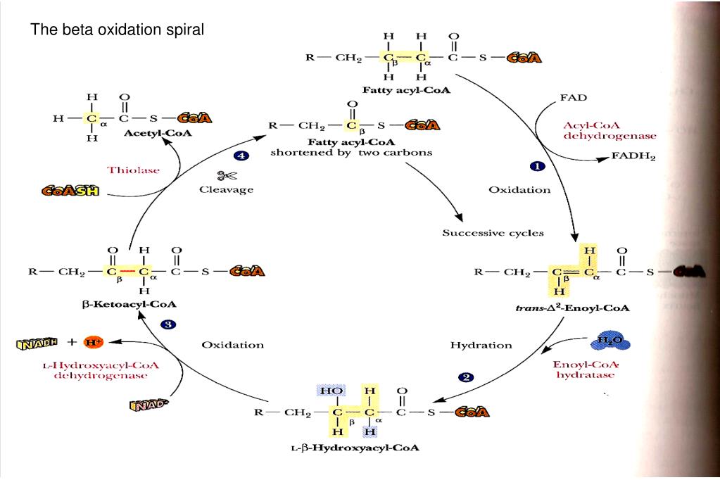 PPT Catabolism The Third Stage PowerPoint Presentation Free 