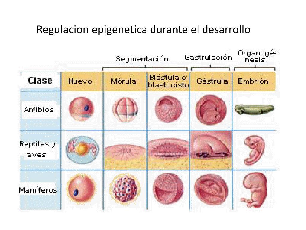 Porque no se implanta bien un embrion