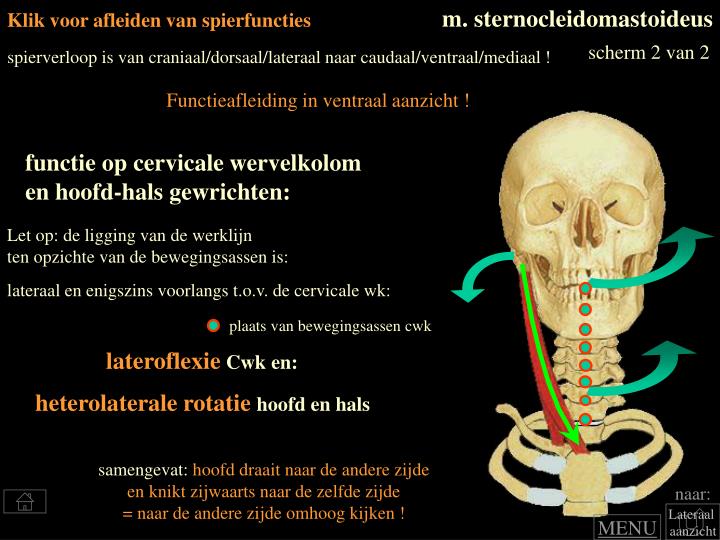 PPT Spierfuncties “Romp” PowerPoint Presentation ID3410262