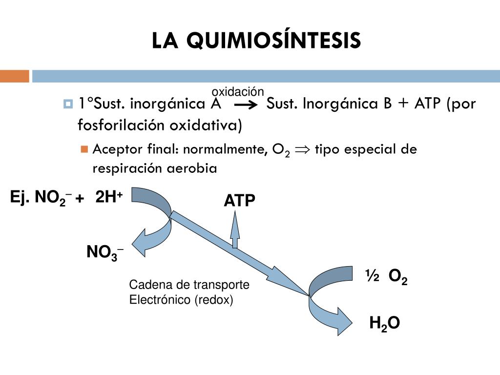 PPT TEMA 8B. El metabolismo (Anabolismo) PowerPoint Presentation