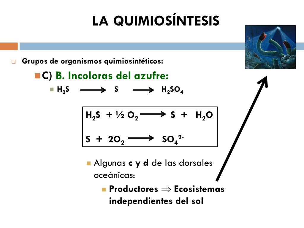 PPT TEMA 8B. El metabolismo (Anabolismo) PowerPoint Presentation