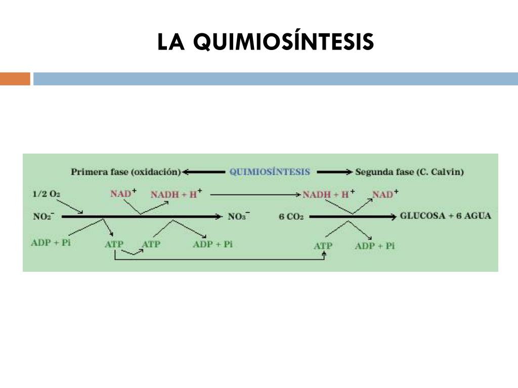 PPT TEMA 8B. El metabolismo (Anabolismo) PowerPoint Presentation