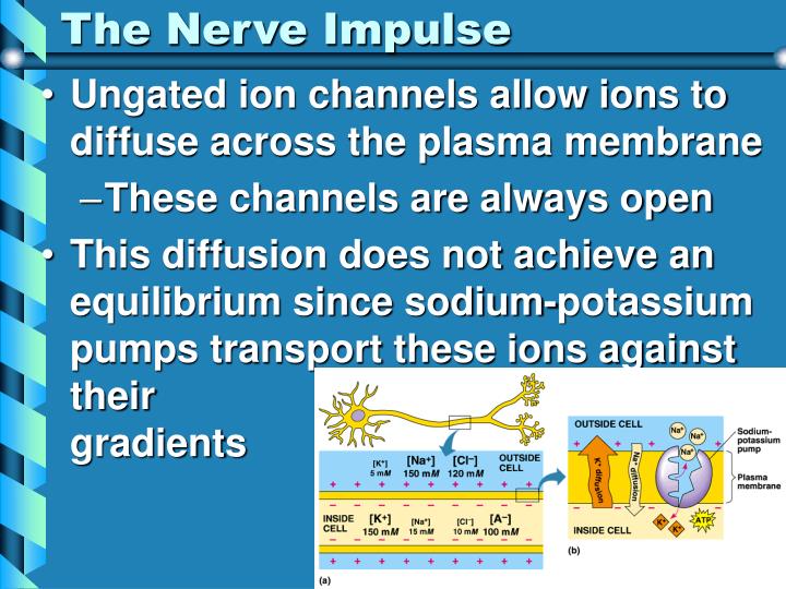 PPT - The Nervous System AP Biology PowerPoint Presentation - ID:3411555