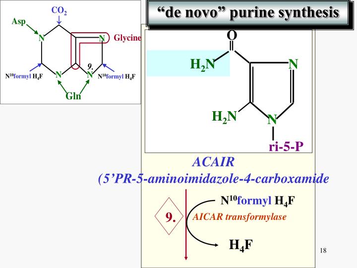 purine sythesis Synthesis of the aromatic amino acids begins with the synthesis of chorismate - an important intermediate for many biosynthetic pathways (specifically purine. purine sythesis Synthesis of the aromatic amino acids begins with the synthesis of chorismate - an important intermediate for many biosynthetic pathways (specifically purine.