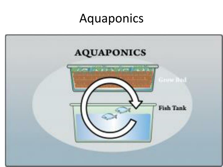 ppt - aquaponics powerpoint presentation, free download