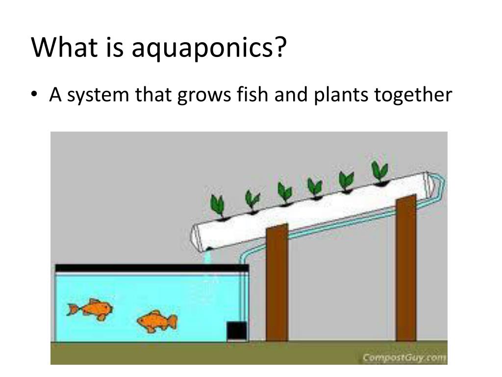 aquaponics powerpoint presentation