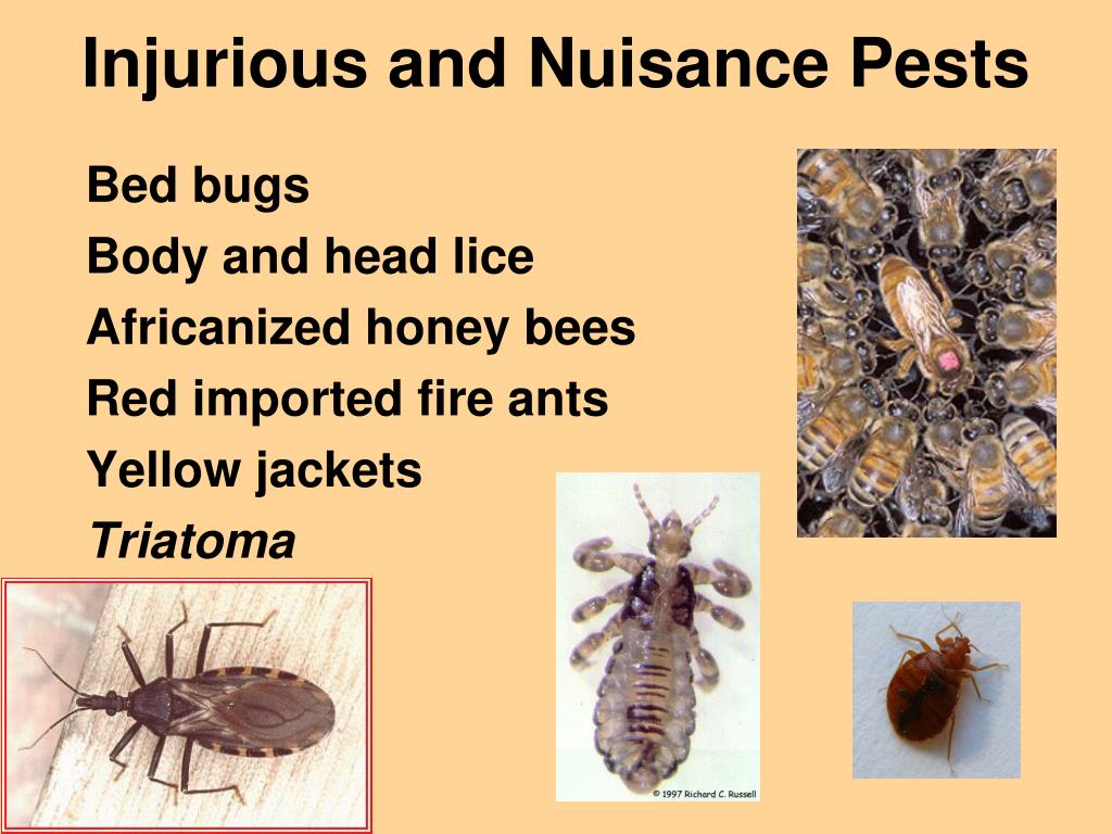 PPT - Climate Change, Introduced Pests and Vector-Borne Diseases ...