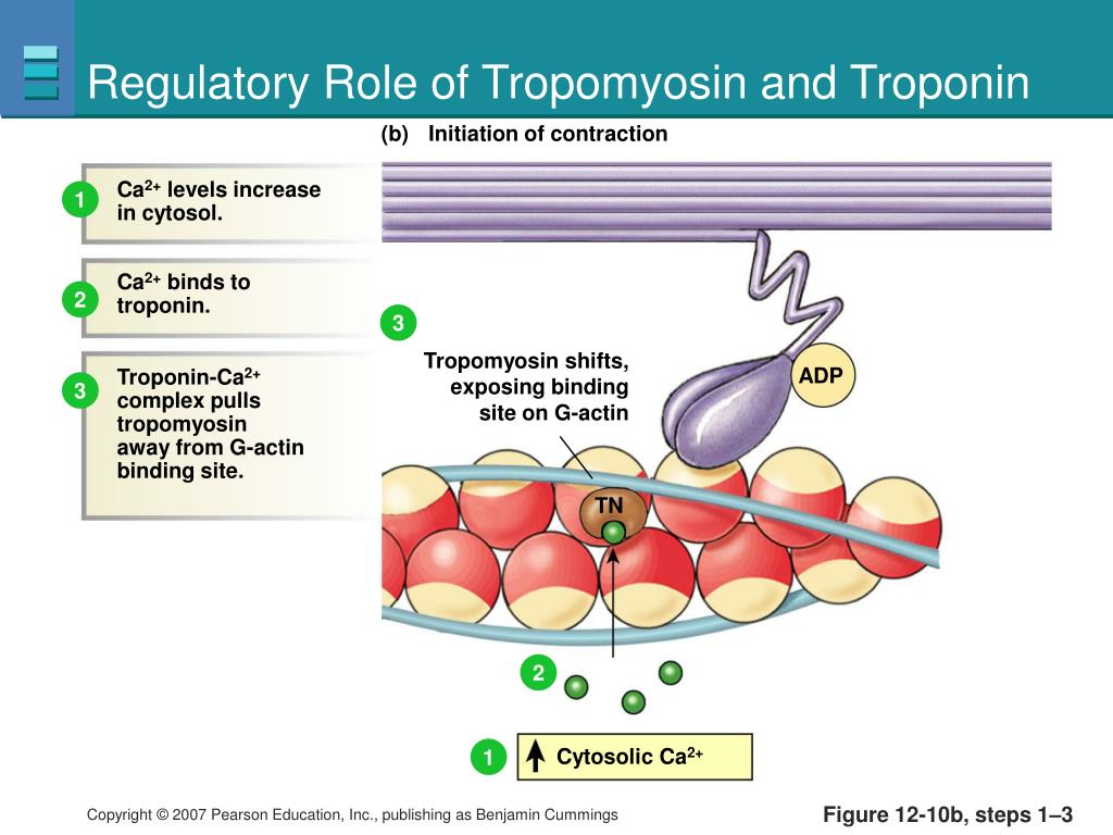 Тропонин норма у мужчин. Тропонин 1. Тропонин 1 2.2 ПМ/НГ. ВЧ тропонин. Тропонин виды.