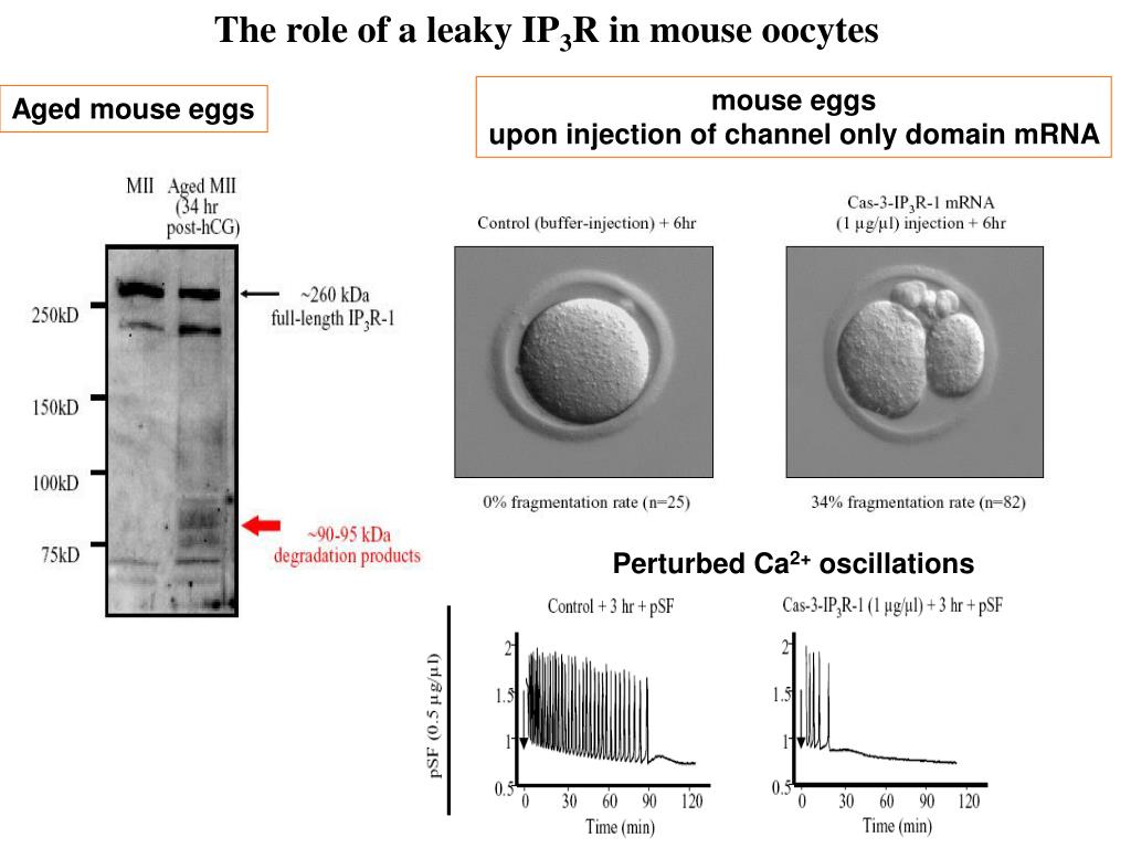 PPT - Regulation of inositol 1,4,5- trisphosphate (IP 3 ) receptors and ...