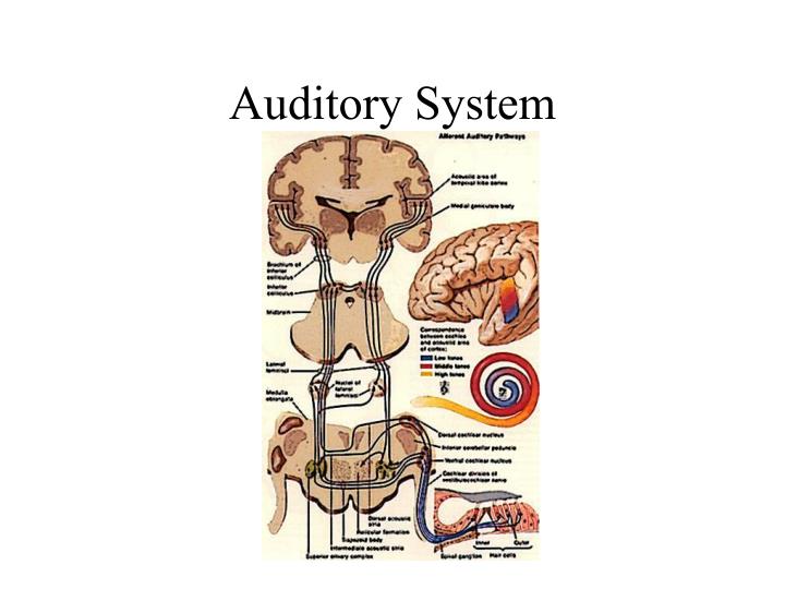 auditory pathway steps auditory pathway steps