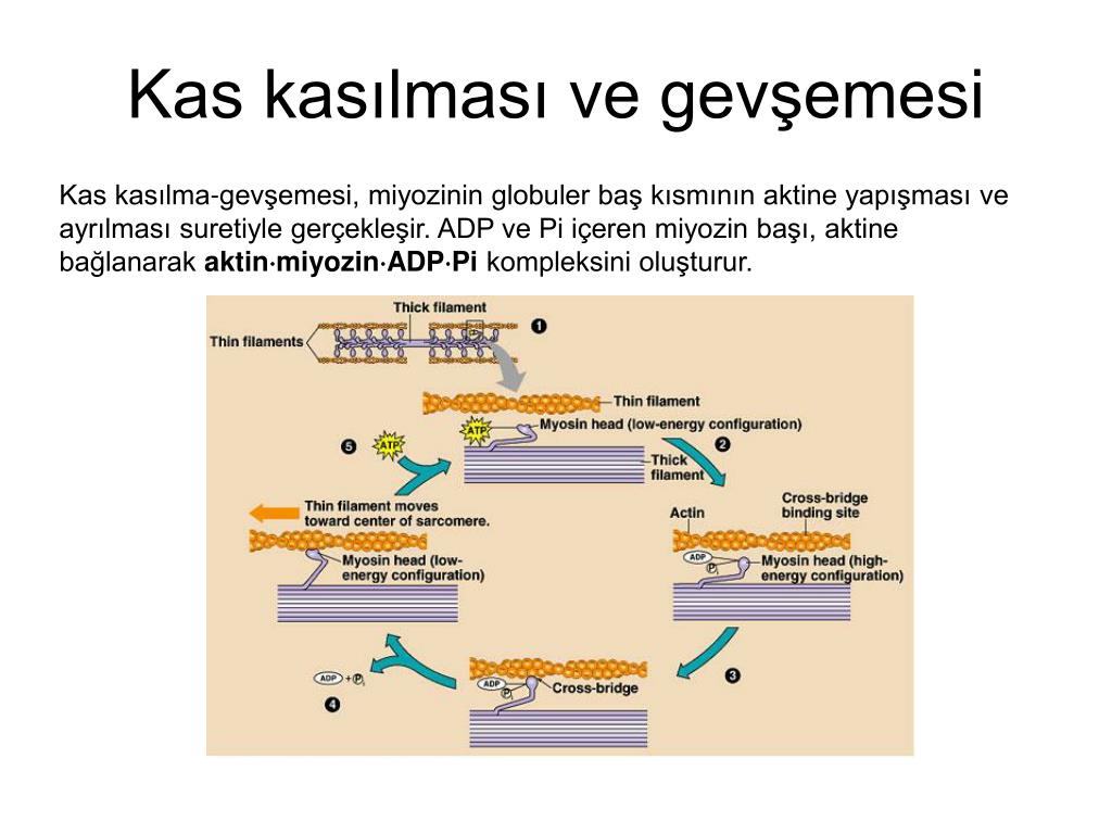 PPT - KAS FİZYOLOJİSİ PowerPoint Presentation, free download - ID:3416776