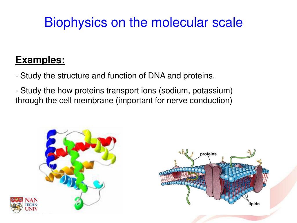 Молекулярная биофизика