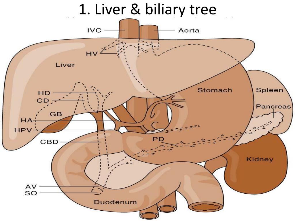 Печень в 1 год. Biliary System. Anatomy of Biliary tract. Anatomy Biliary System. Liver Tree.