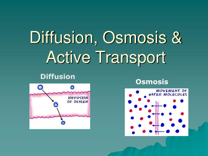 PPT Diffusion, Osmosis & Active Transport PowerPoint Presentation