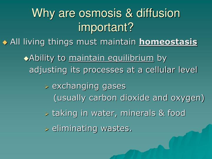 PPT Diffusion Osmosis Active Transport PowerPoint Presentation 