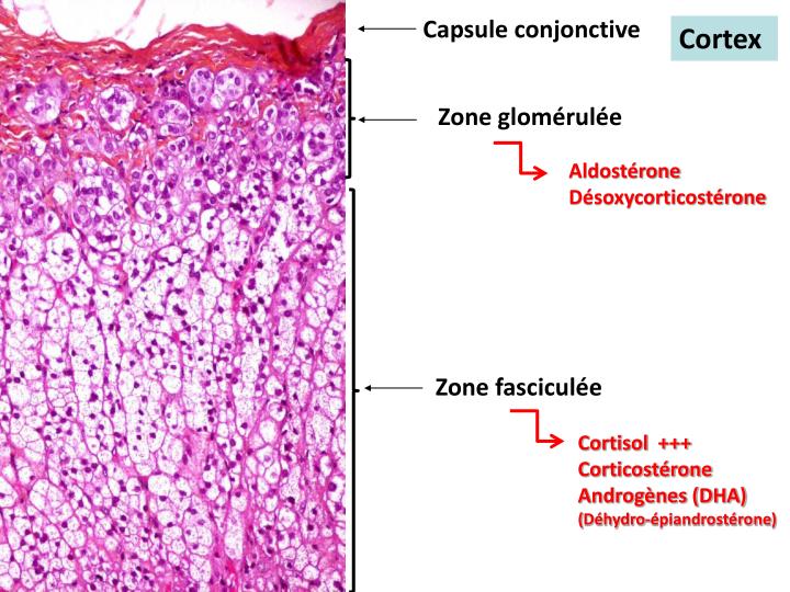 Hormone Sécrétée Par La Glande Corticosurrénale 4 Lettres