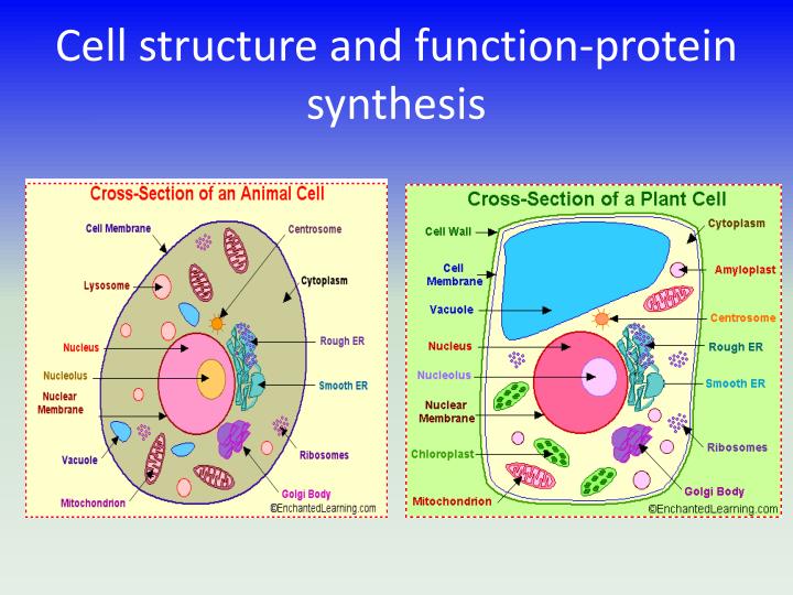 protein structure download