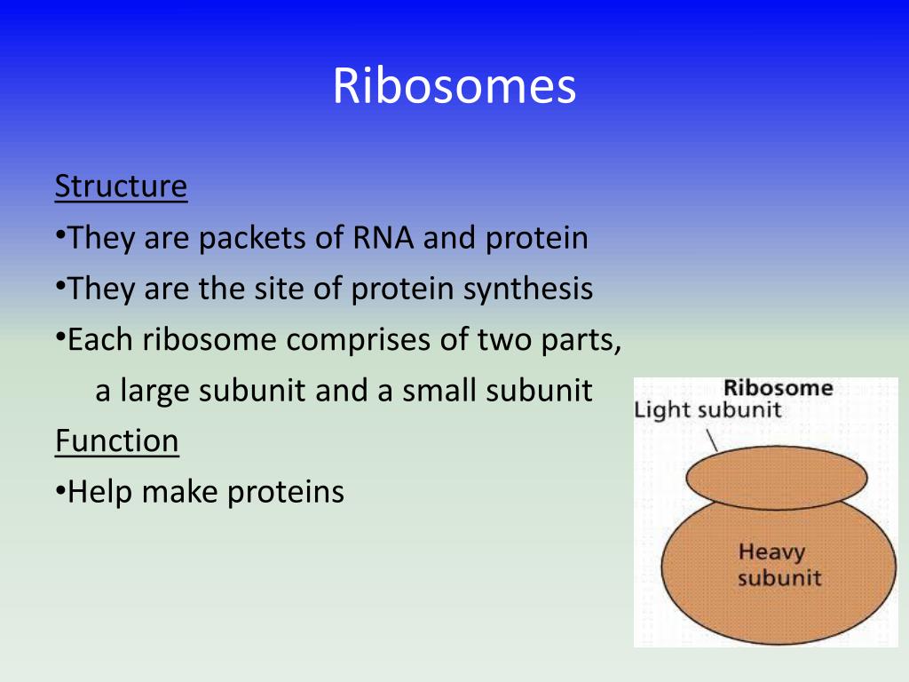 ribosomes and protein synthesis sequence of events
