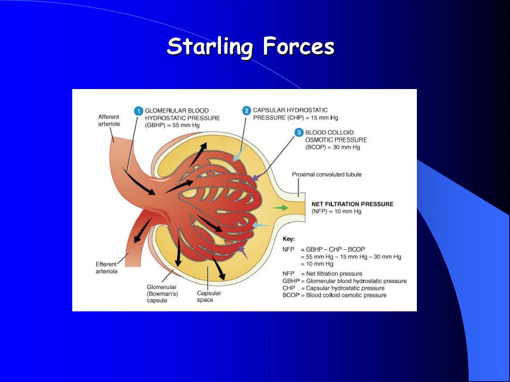 glomerular-filtration-rate-gfr-all-things-kidney-official