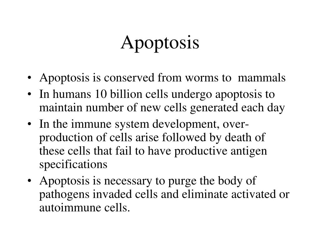 essay on apoptosis