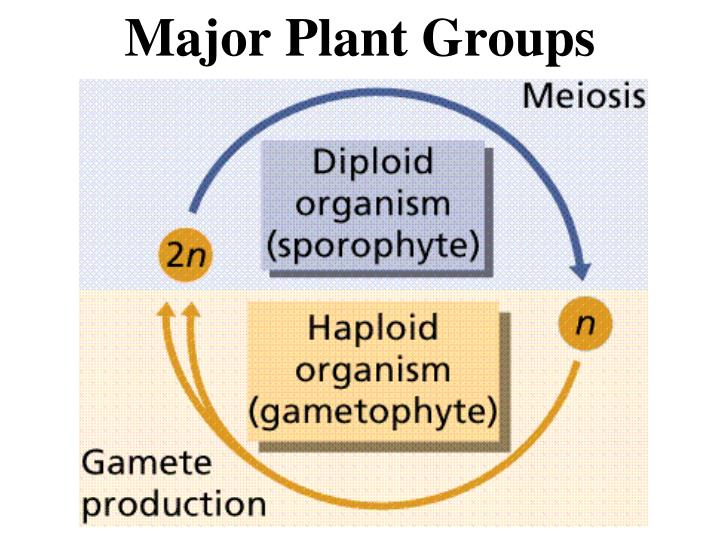 PPT Major Plant Groups PowerPoint Presentation, free download ID