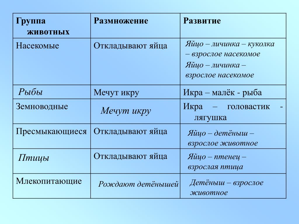Картинки ЗАПОЛНИТЕ ТАБЛИЦУ ГРУППЫ ЖИВОТНЫХ