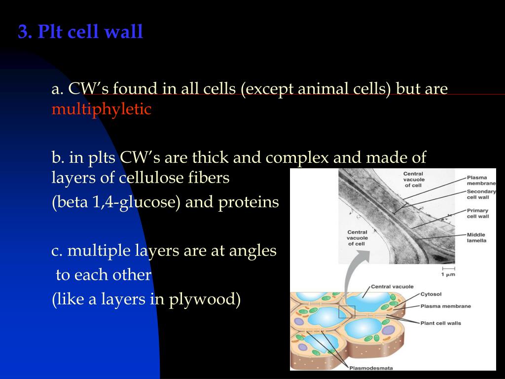 PPT - Bio 212: Biology of Plants PowerPoint Presentation, free download ...