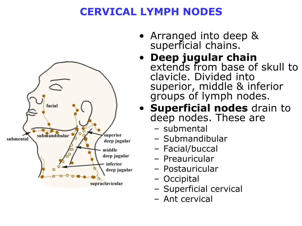 Ppt Overview Cervical Lymph Nodes Powerpoint Presentation Free
