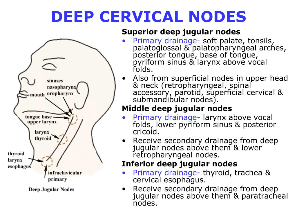 Ppt Overview Cervical Lymph Nodes Powerpoint Presentation Free