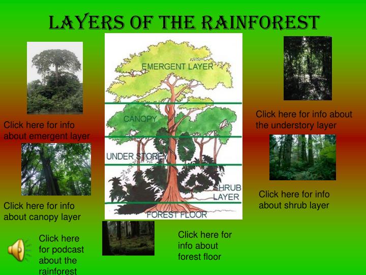 Ppt Layers Of The Rainforest Powerpoint Presentation Free