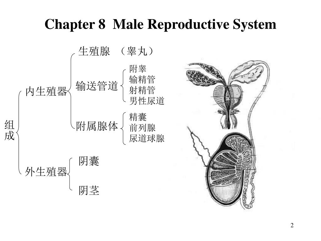 系统解剖学男性生殖系统_word文档在线阅读与下载_免费文档