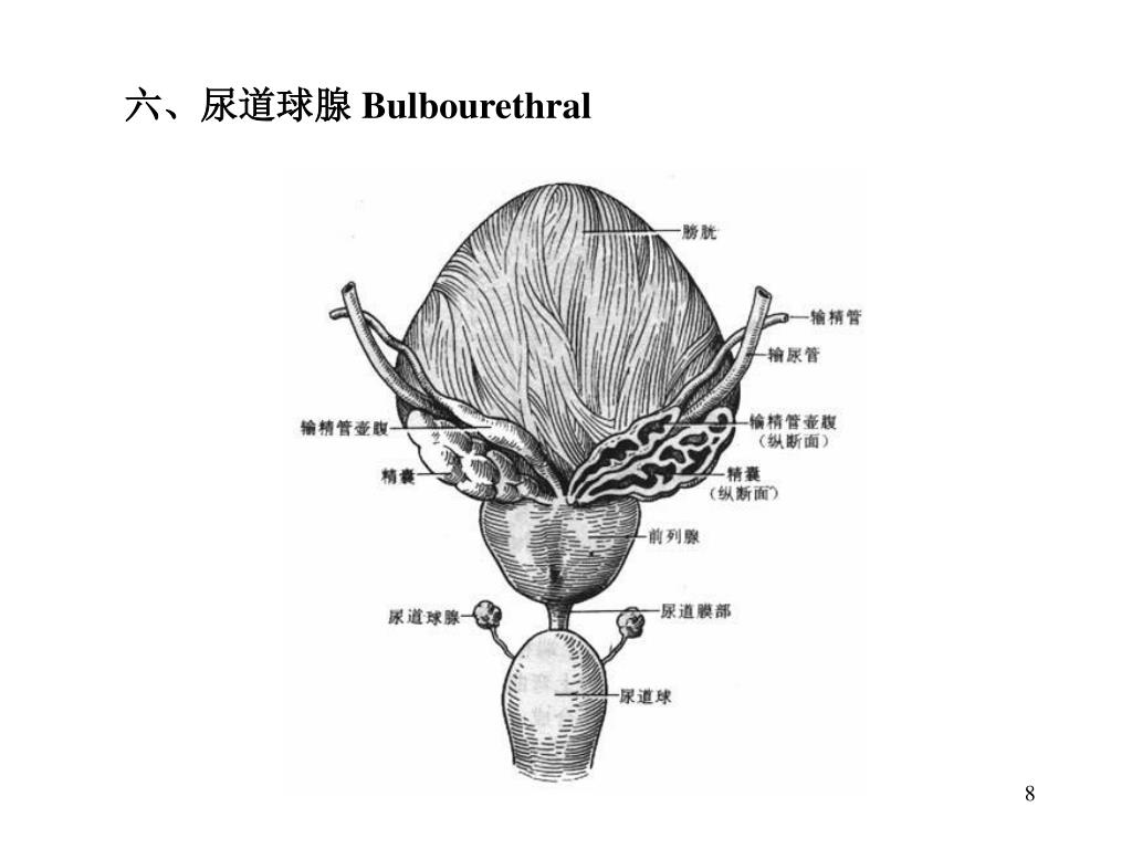 Ppt 掌握内容 睾丸的形态结构 附睾的位置与形态 输精管和射精管 精索的概念 男性尿道的分部 狭窄和弯曲 Powerpoint Presentation Id