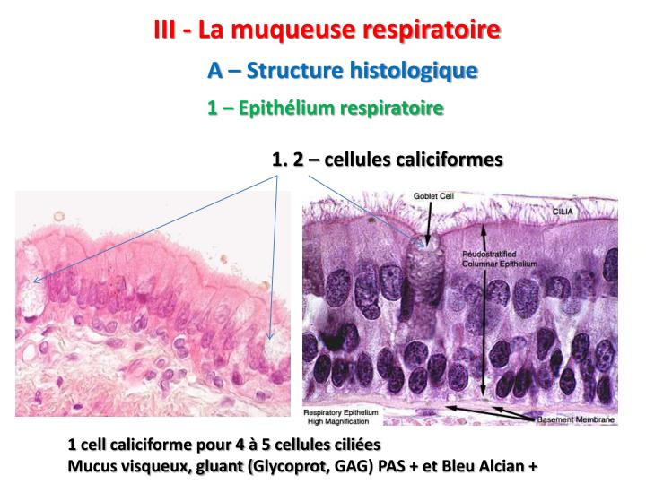 PPT - HISTOLOGIE DE L’APPAREIL RESPIRATOIRE PowerPoint Presentation ...