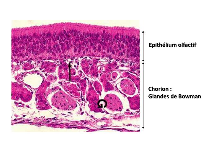 PPT - HISTOLOGIE DE L’APPAREIL RESPIRATOIRE PowerPoint Presentation ...