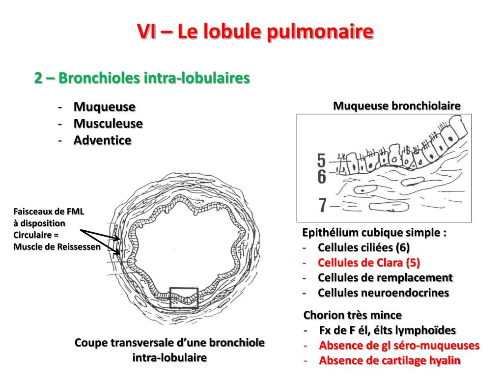 Lobule secondaire de miller