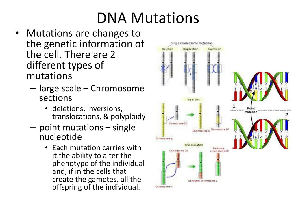 what is genetic mutation essay