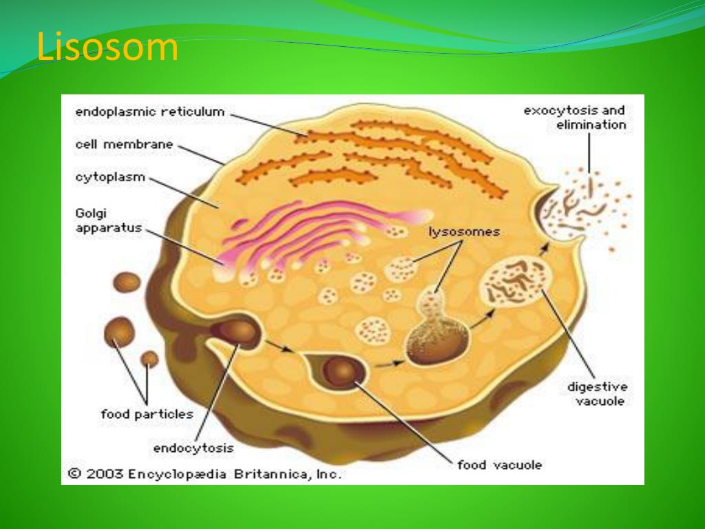 PPT Gambar  Sel  Tumbuhan  Dan  Sel  Hewan  Beserta  Organelnya 