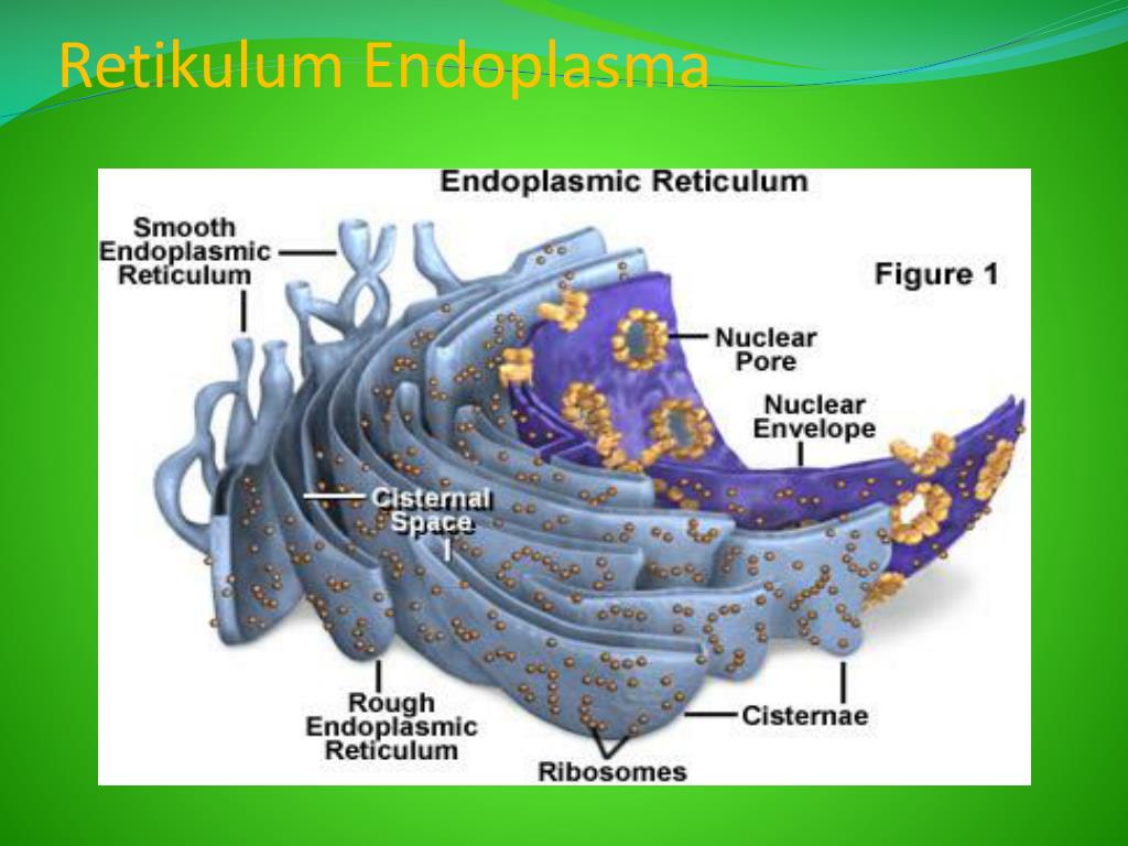 Синтез белка шероховатая эпс. 2. Гранулярная эндоплазматическая сеть это. Гранулярный эндоплазматический ретикулум. Электронограмма ЭПС. Эндоплазматический ретикулум и аппарат Гольджи.