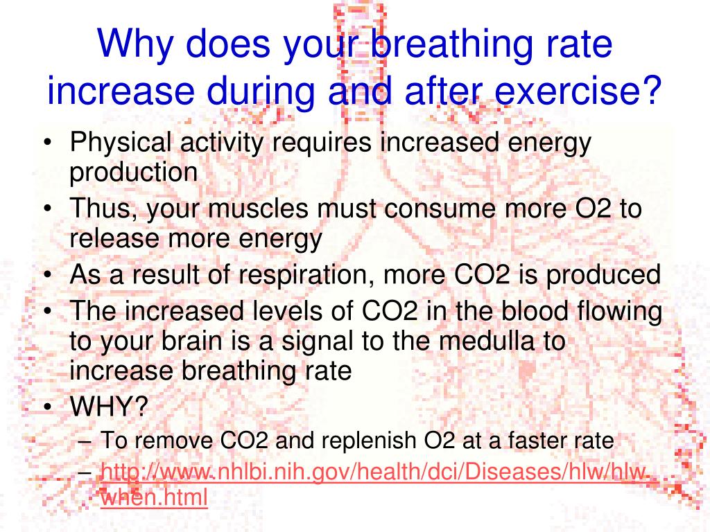 PPT - The Respiratory System PowerPoint Presentation, free download ...