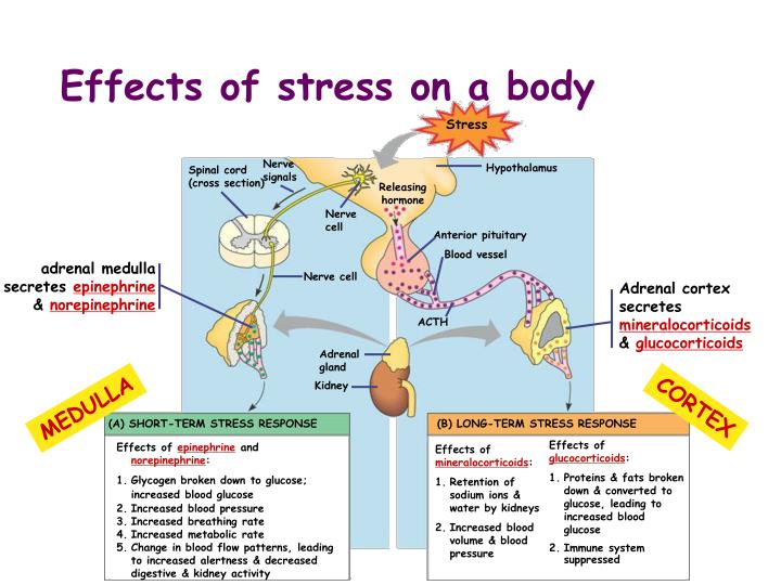 Gland That Builds Up Immune System Gland That Builds Up Immune System