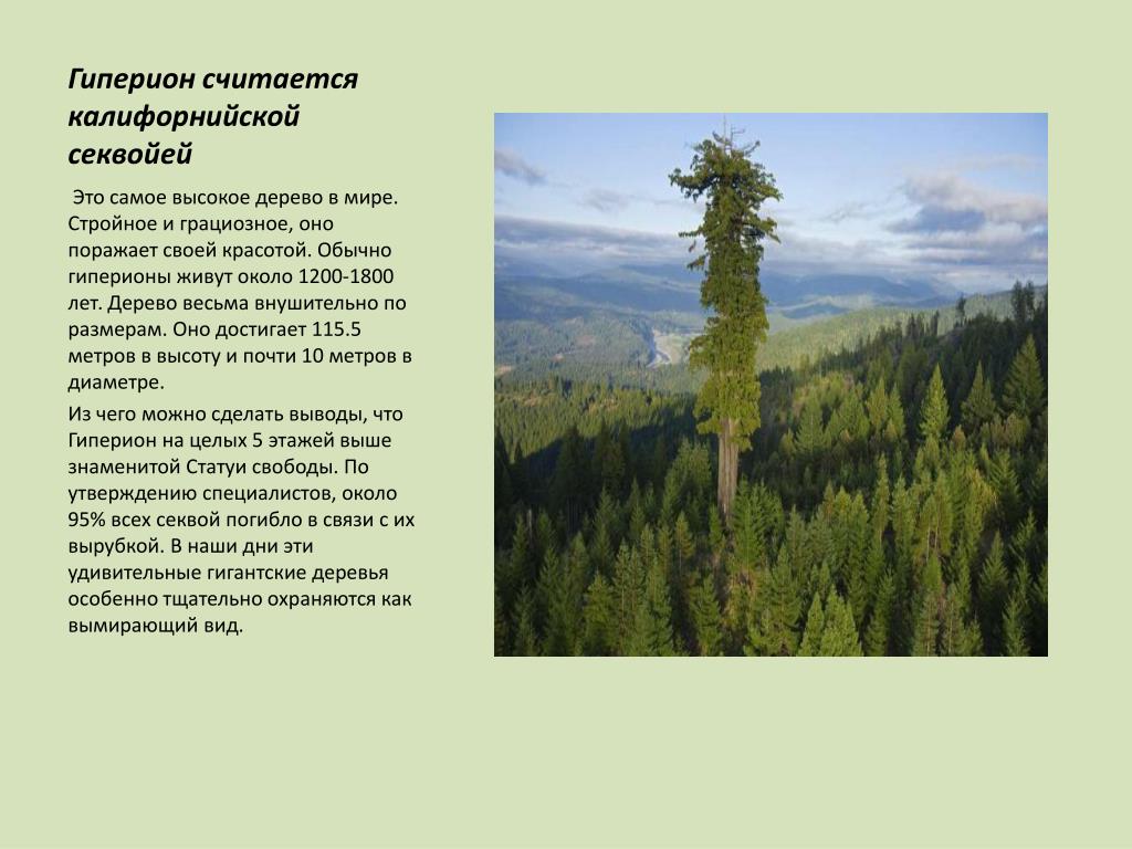 Секвойя природная зона северной америки. Секвойя дерево Гиперион. Вечнозеленая Секвойя по имени Гиперион. Гиперион дерево информация. Деревья гиганты.